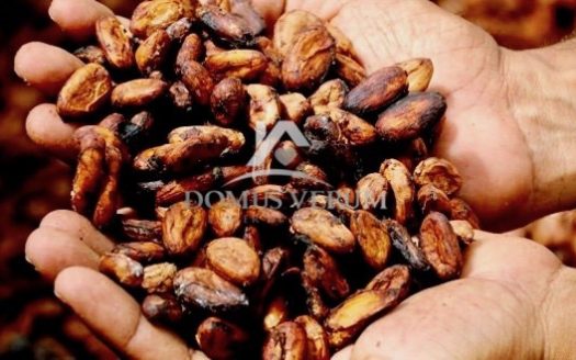 Terreno Productor de Cacao en Pocosol, San Carlos Costa Rica.